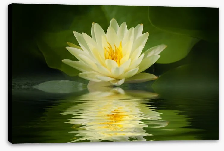 Water lily reflection - Image 2