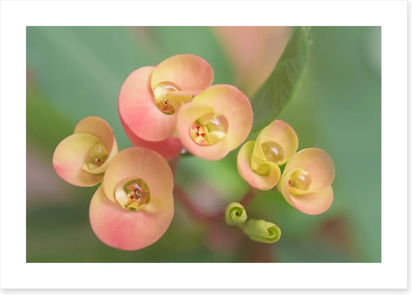 Flowers - Image 2