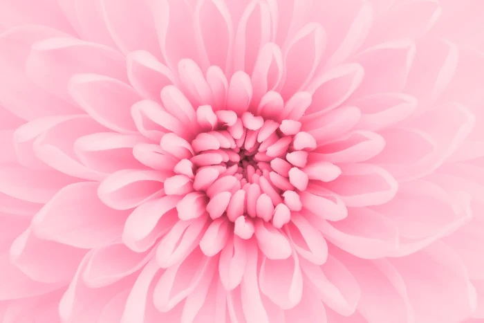 Pink chrysanthemum petals