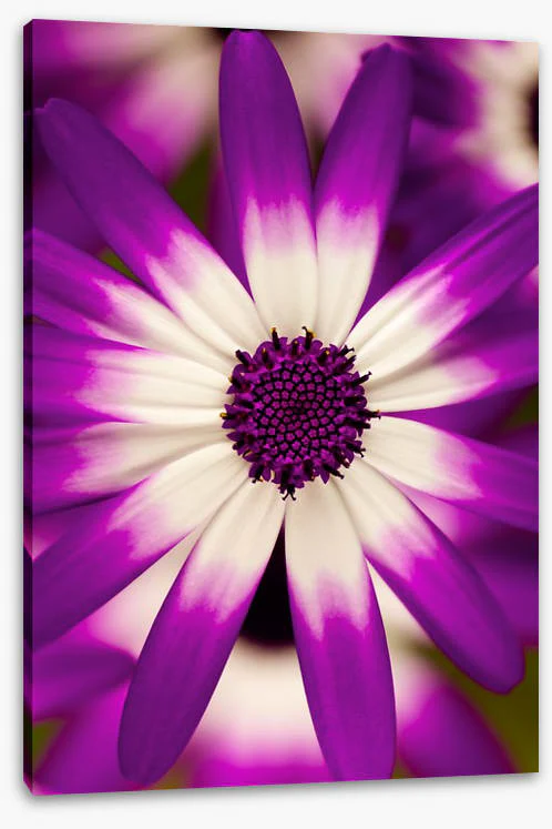 Flowers - Image 2