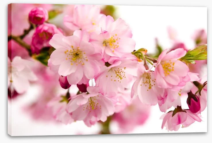 Tender cherry blooms - Image 2