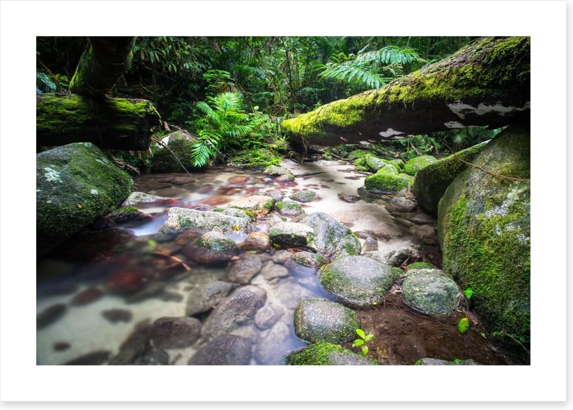 Flowing through the ferns - Image 2