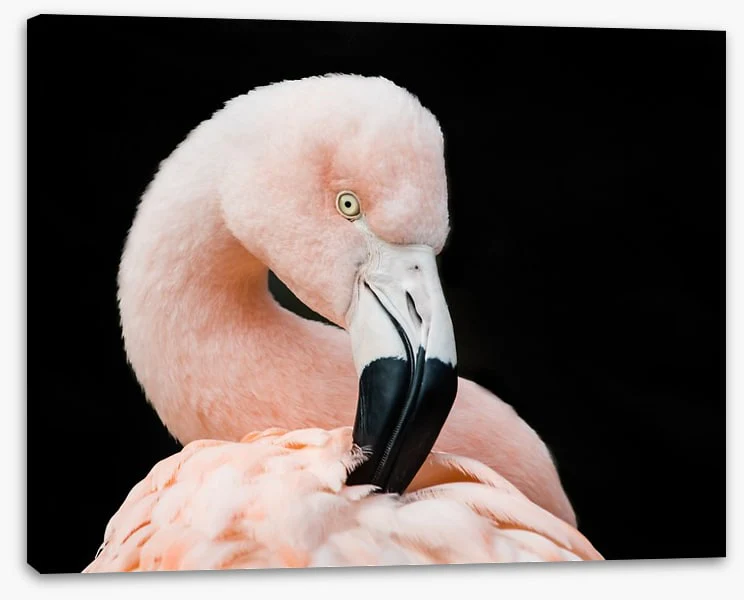 Fluffy flamingo - Image 2