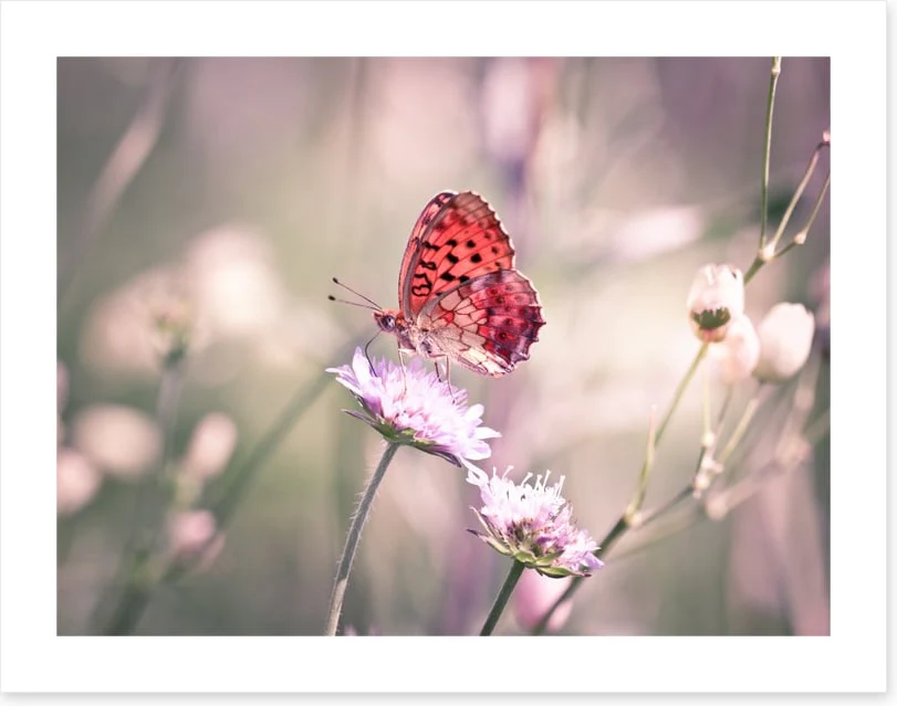 Fluttering on the wildflower - Image 2