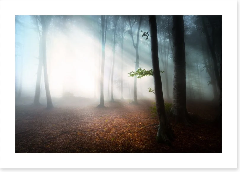 Fog in the forest - Image 2