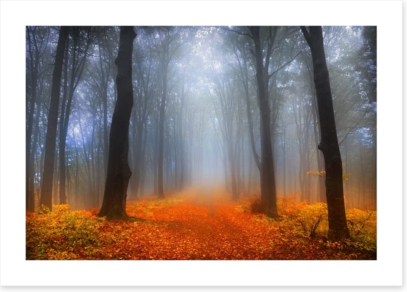 Foggy day in the forest - Image 2