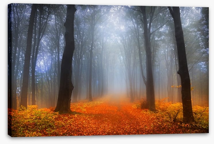 Foggy day in the forest - Image 2
