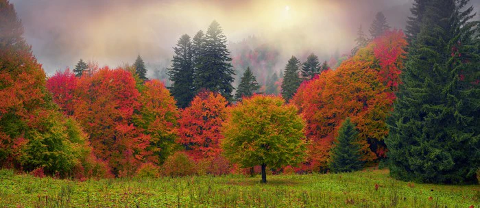 Foliage of fall