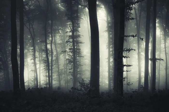 Foreboding forest