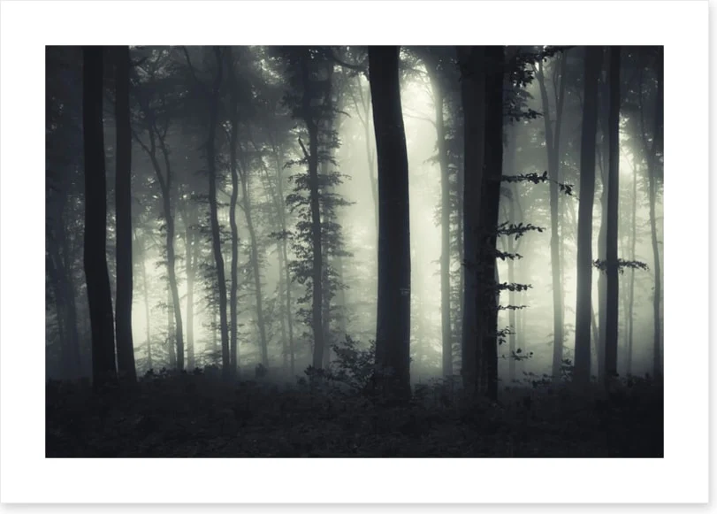Foreboding forest - Image 2