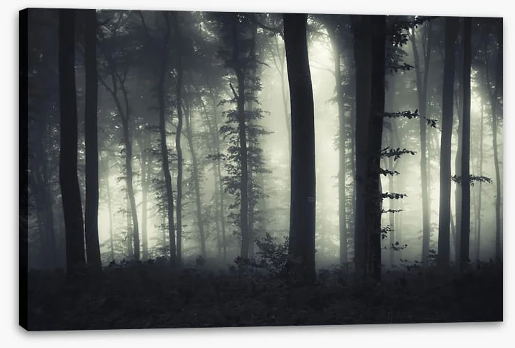 Foreboding forest - Image 2