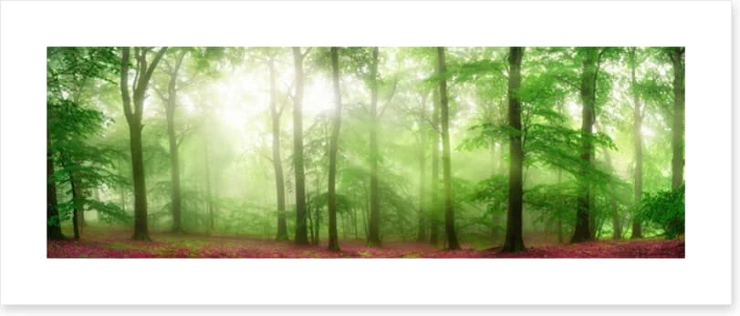 Forests - Image 2