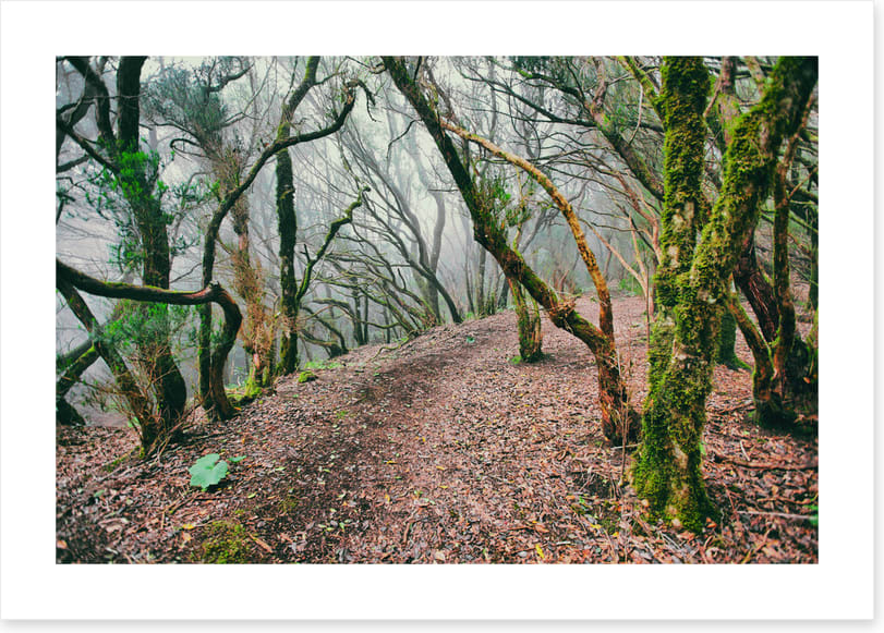 Forests - Image 2