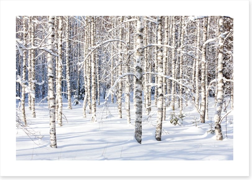 Forests - Image 2