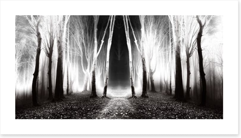 Forests - Image 2