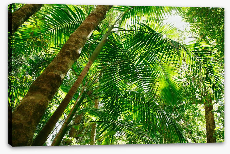 Jungle sun - Image 2