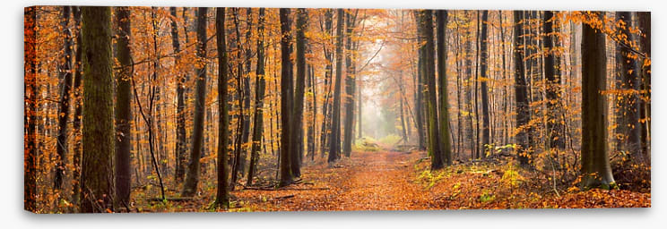 Forests - Image 2