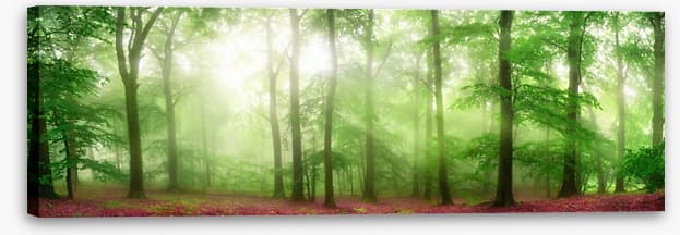 Forests - Image 2
