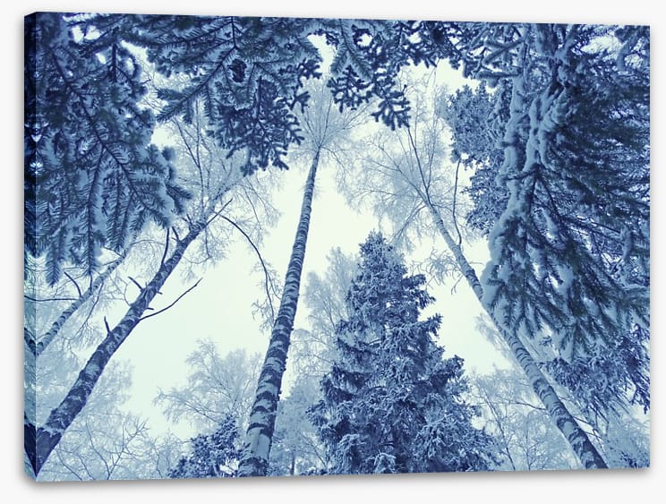 Forests - Image 2
