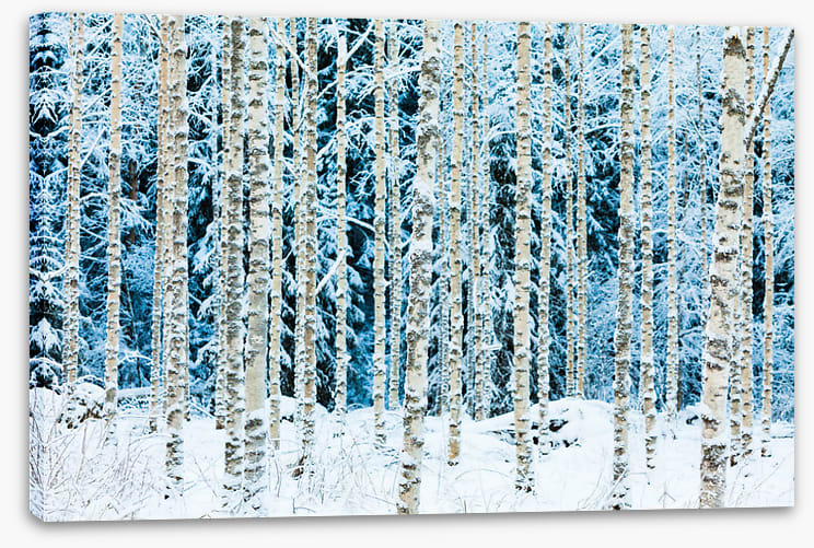 Forests - Image 2