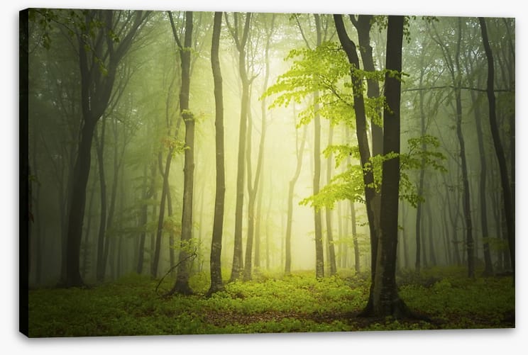 Forests - Image 2