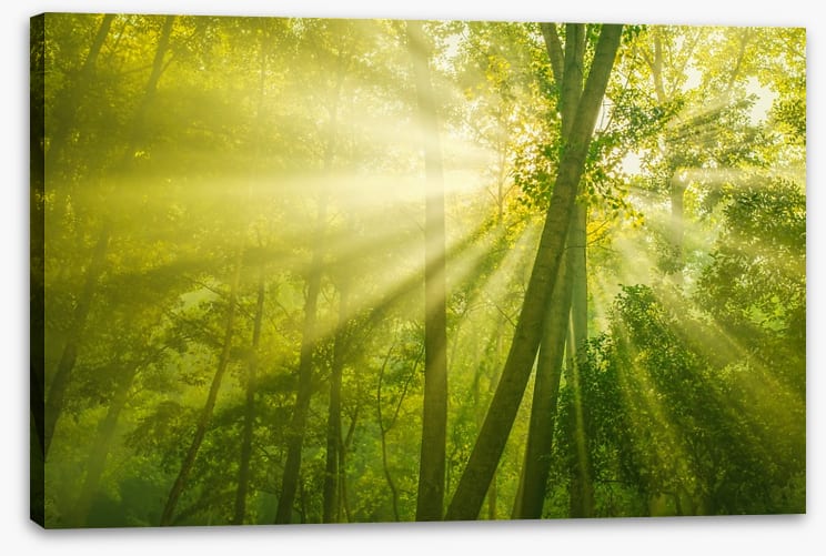 Forests - Image 2