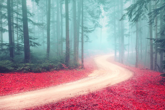 Forests