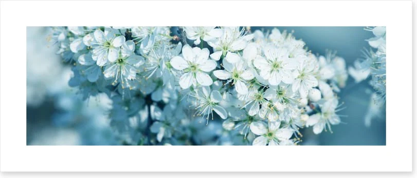 Fresh blossom panorama - Image 2
