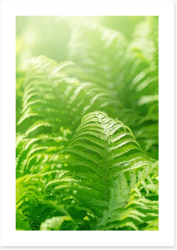 Fresh green ferns - Image 2