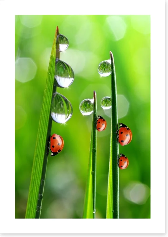 Fresh morning ladybirds - Image 2
