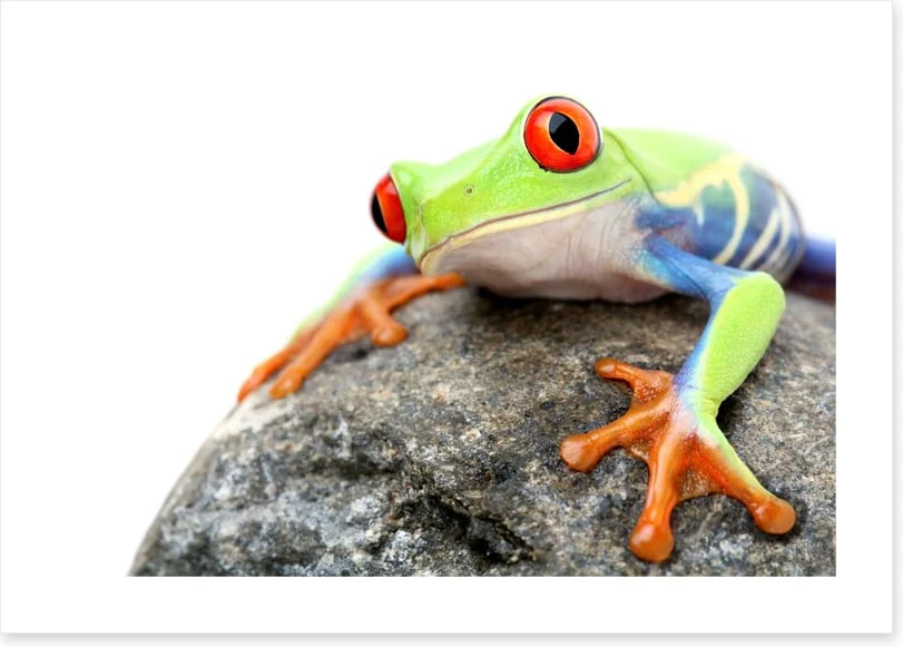 Frog on a rock - Image 2