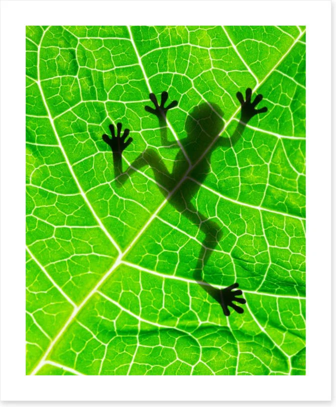 Frog on the leaf - Image 2