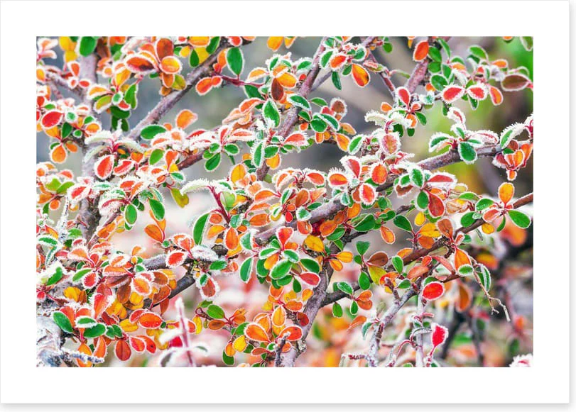 Frosty fall foliage - Image 2