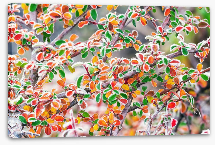 Frosty fall foliage - Image 2