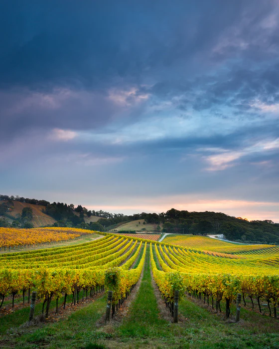 Fruit of the vines