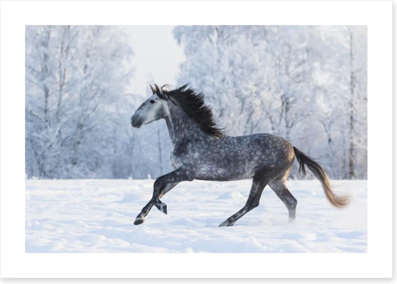 Galloping through the snow - Image 2