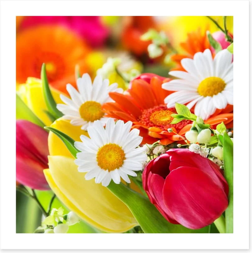 Gerbera and tulips - Image 2