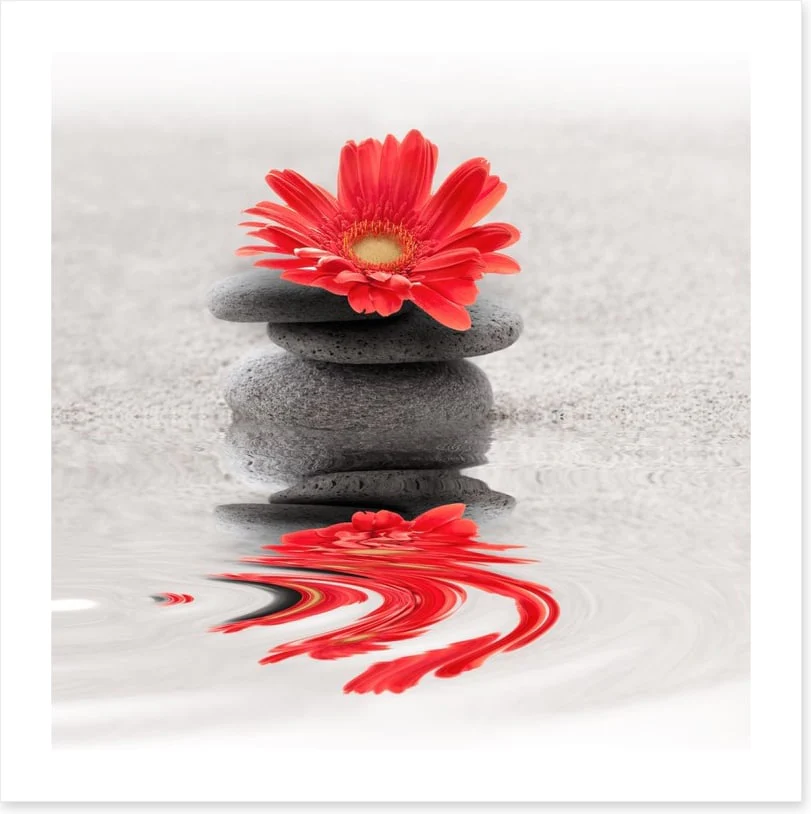 Gerbera reflections - Image 2