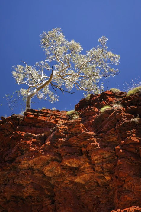 Ghost gum cliff