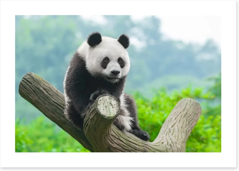 Giant panda - Image 2