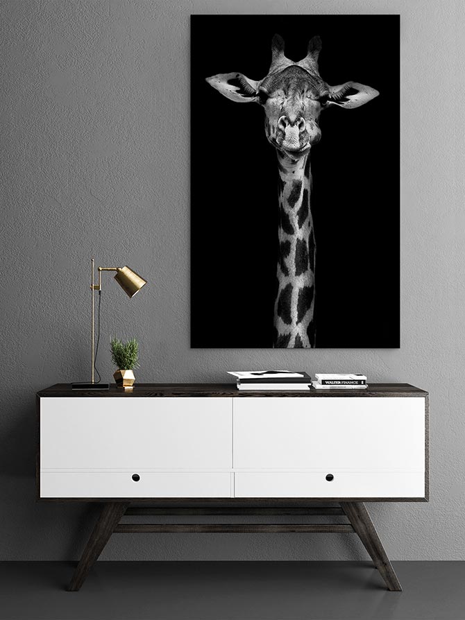 Giraffe in black and white - Image 3