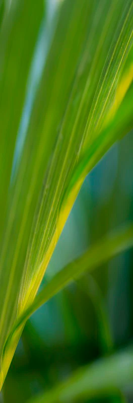 Golden cane