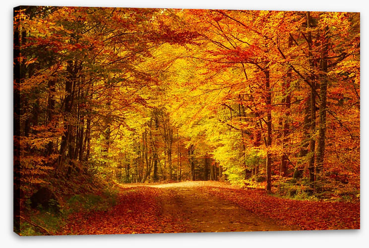 Golden day - Image 2