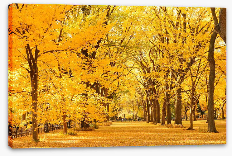 Golden fall in Central Park - Image 2