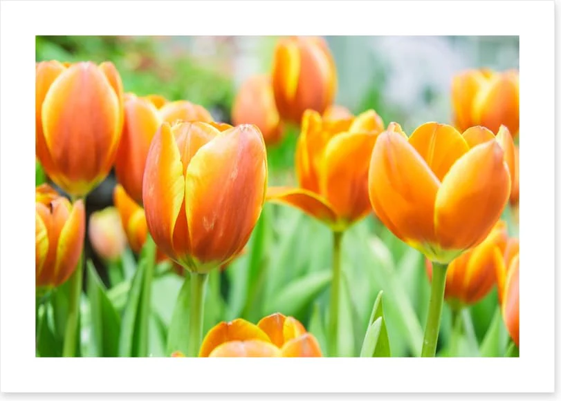 Golden tulips - Image 2