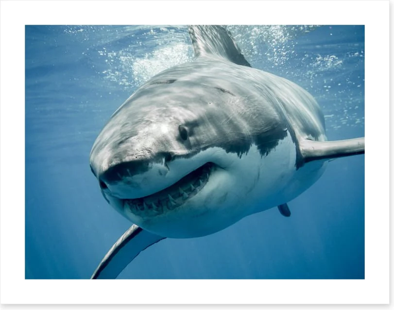 Great white smile - Image 2