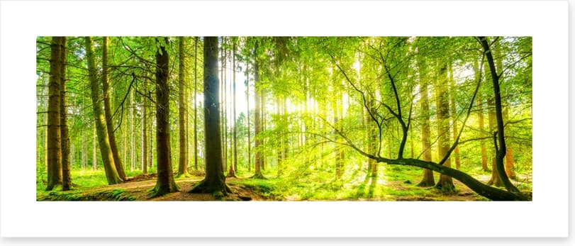 Green beams panorama - Image 2