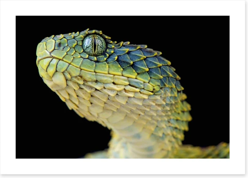 Green bush viper - Image 2