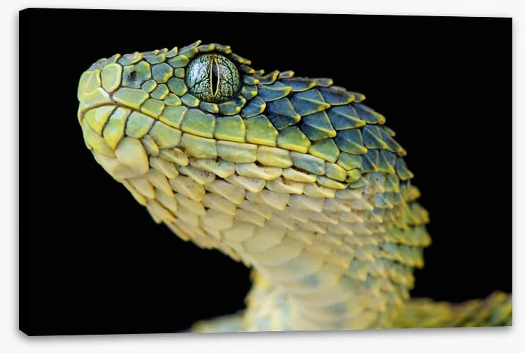 Green bush viper - Image 2