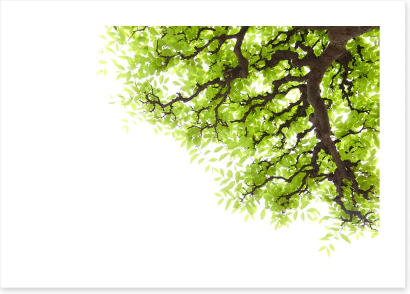 Green leaf elm 2 - Image 2